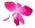 ハイビスカス